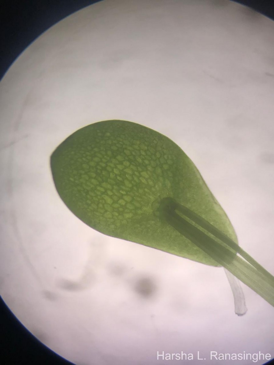 Spirodela punctata (G.Mey.) C.H.Thomps.